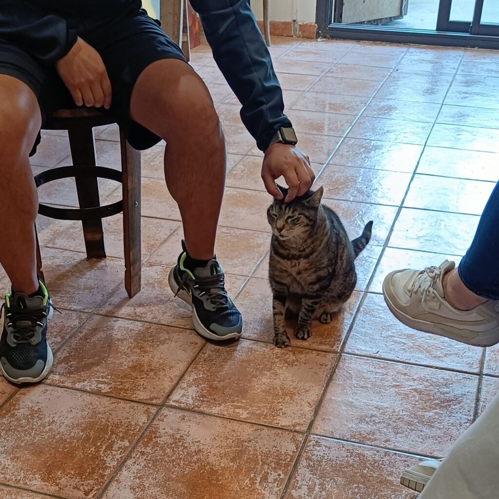 A cute little tabby cat being petted in one of the vineyards near Nice, in Bellet, France