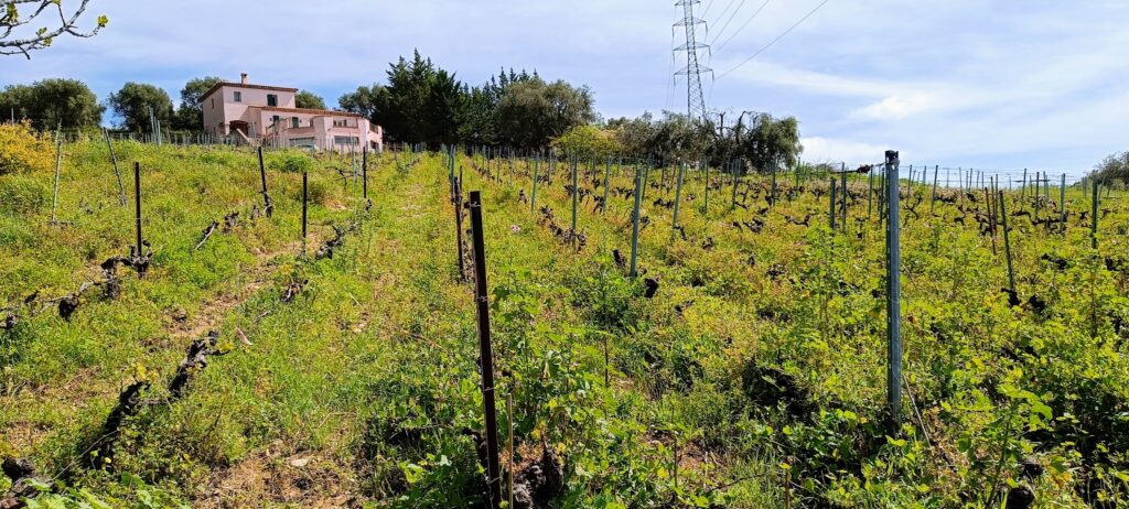 A view out over the vineyard in Collet Bovis