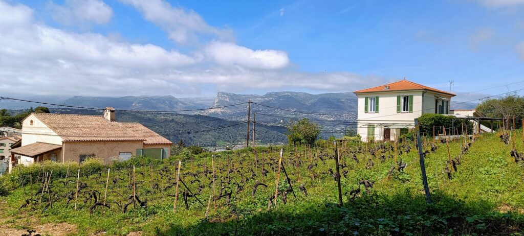 A view out over a vineyard near Nice, France, with a house in the background