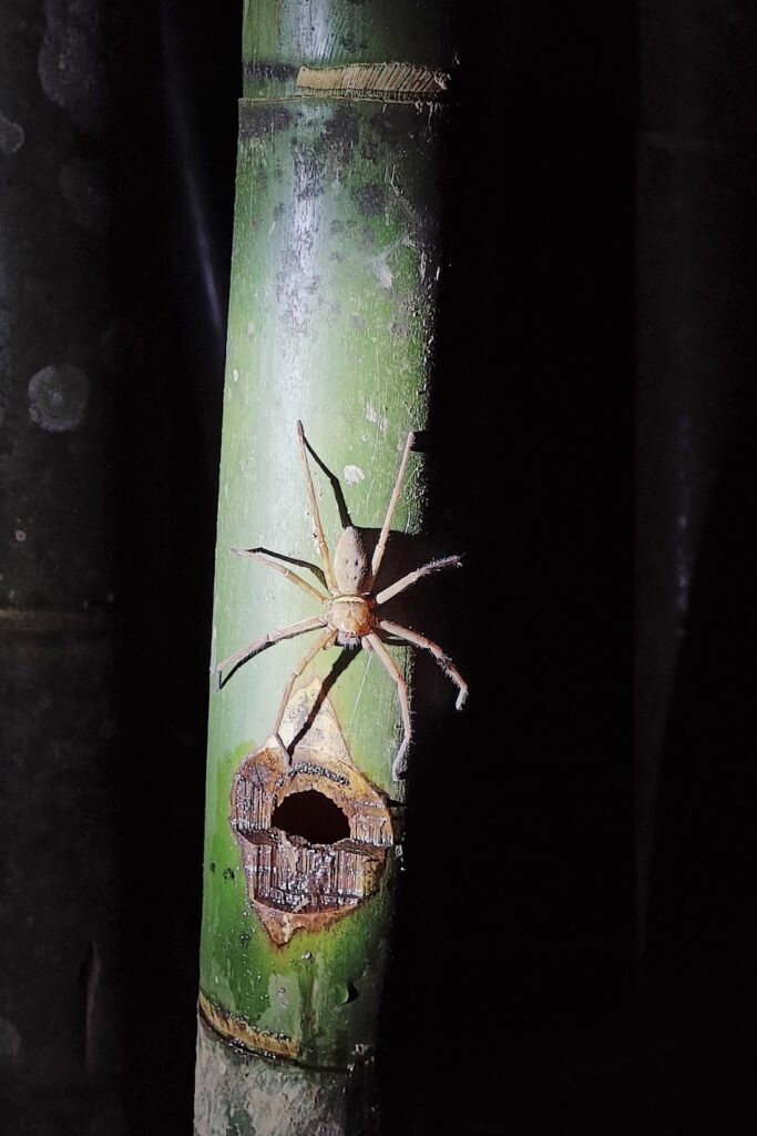 A big spider on a piece of bamboo in Khao Sok National Park