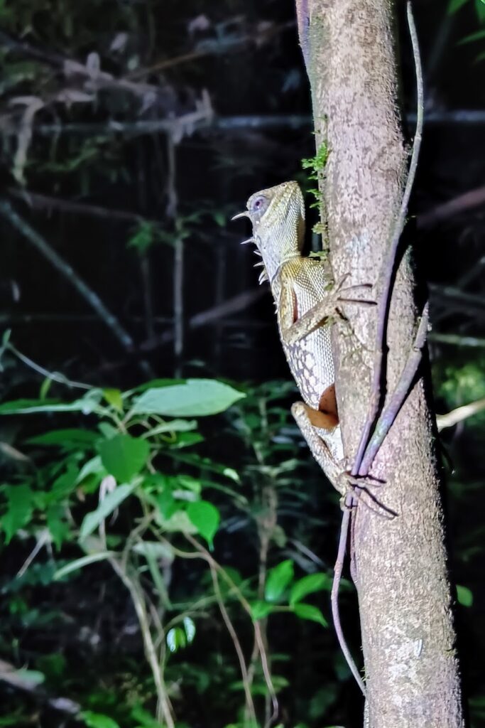 A big lizard on a tree in Khao Sok National Park