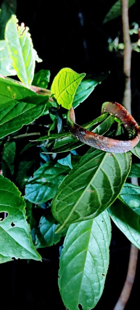 A snake in the bushes in Khao Sok National Park