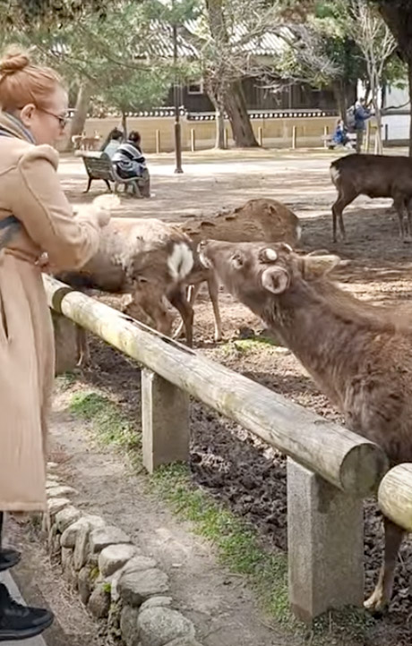 Feeding deer in Nara park