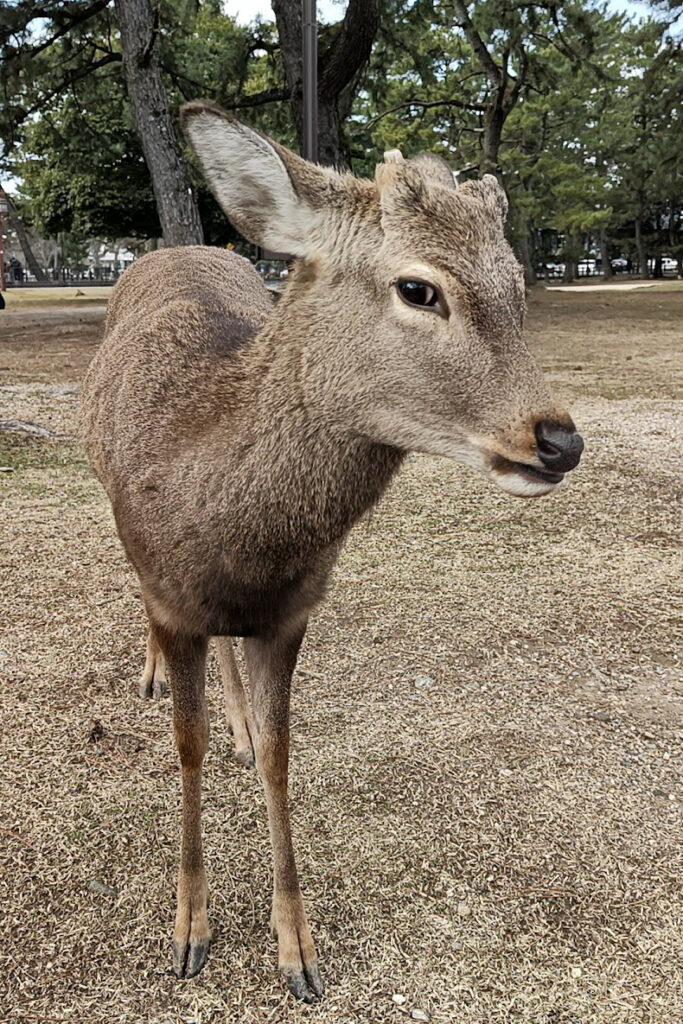 Deer in Nara