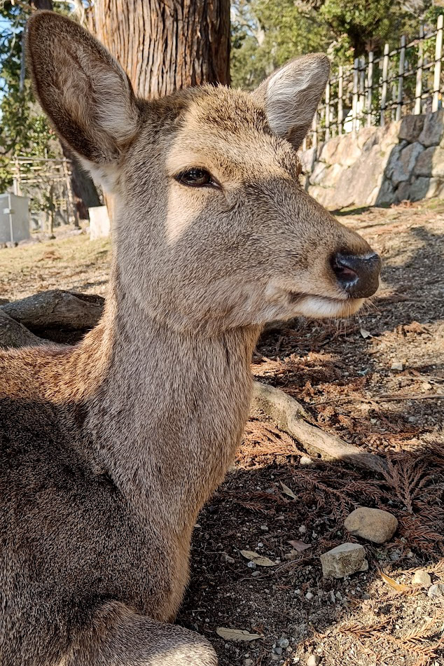 Deer in Nara day trip