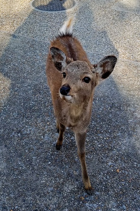 Deer in Nara