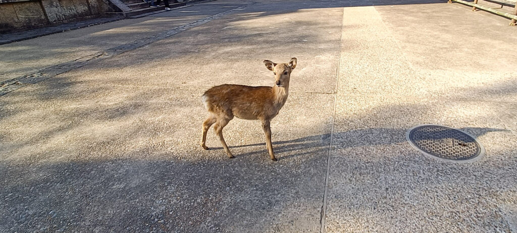 Nara Deer on a Nara Day Trip