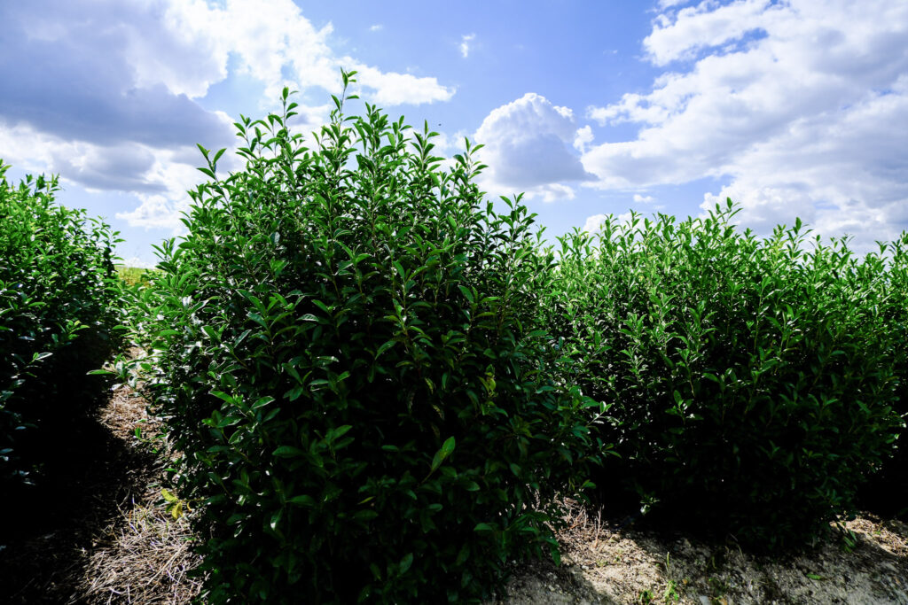 Tea plants in Uji, Japan