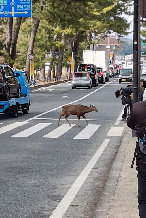 Deer crossing the road on a Nara day trip