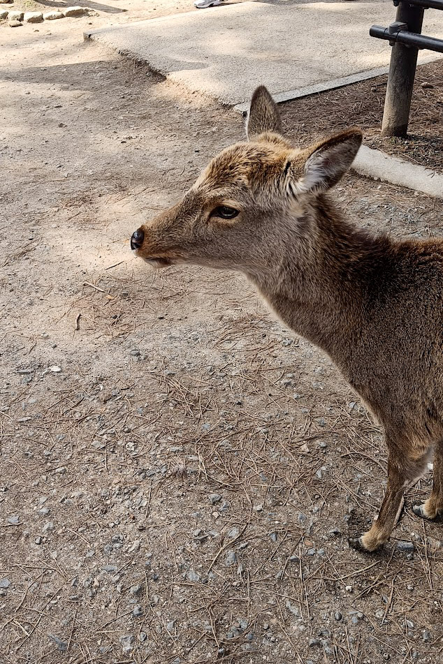Deer in Nara Park