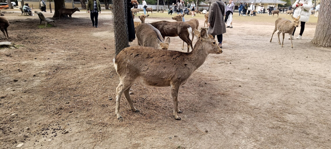 Deer in Nara on a Nara Day Trip