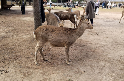 Deer in Nara on a Nara Day Trip