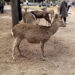Deer in Nara on a Nara Day Trip