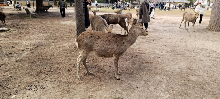 Deer in Nara on a Nara Day Trip