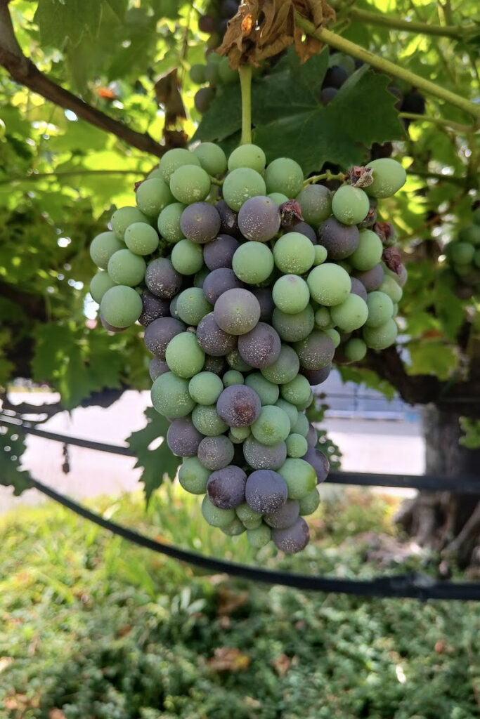 Grapes on the vine