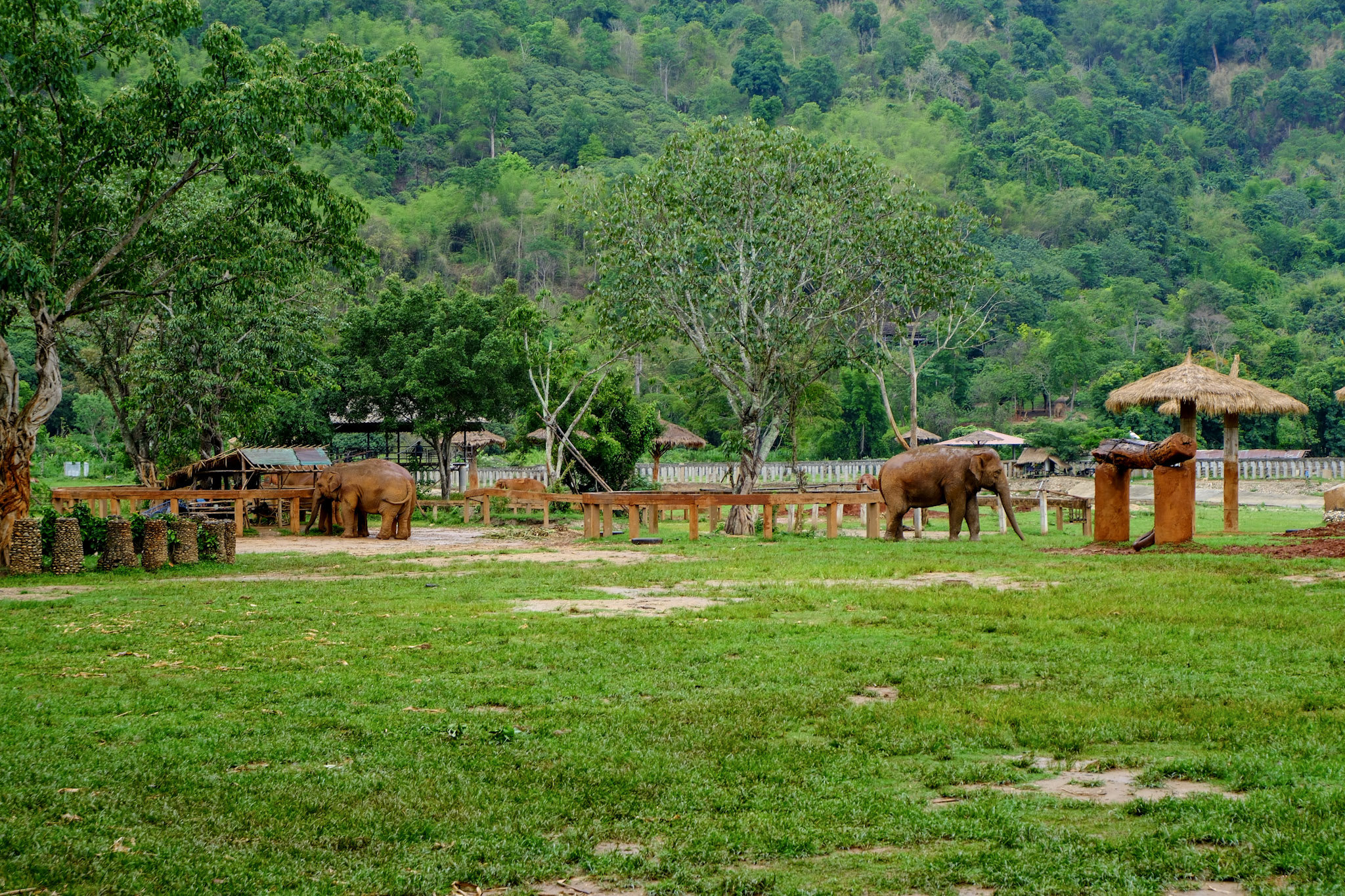 Elephants in a lush green landscape.