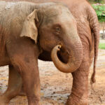 Elephants at Elephant Nature Park, which markets itself as an ethical elephant sanctuary in Chiang Mai