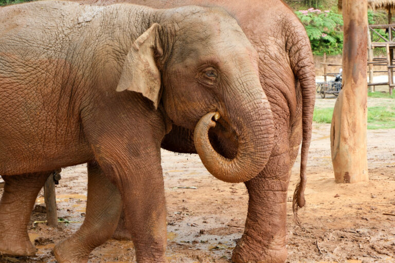 Elephants at Elephant Nature Park, which markets itself as an ethical elephant sanctuary in Chiang Mai