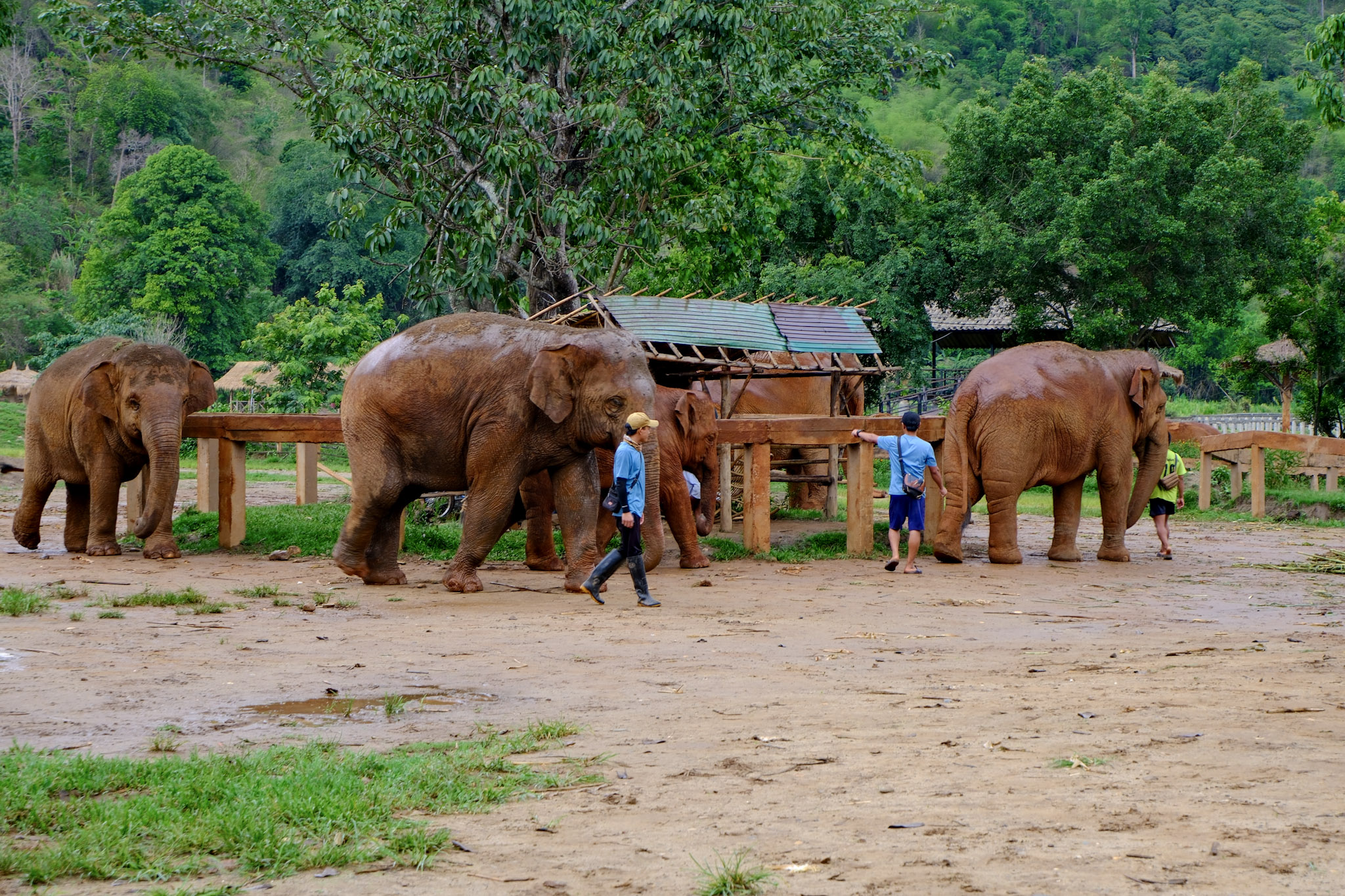 Elephants and their carers in a wide open field in Chiang Mai