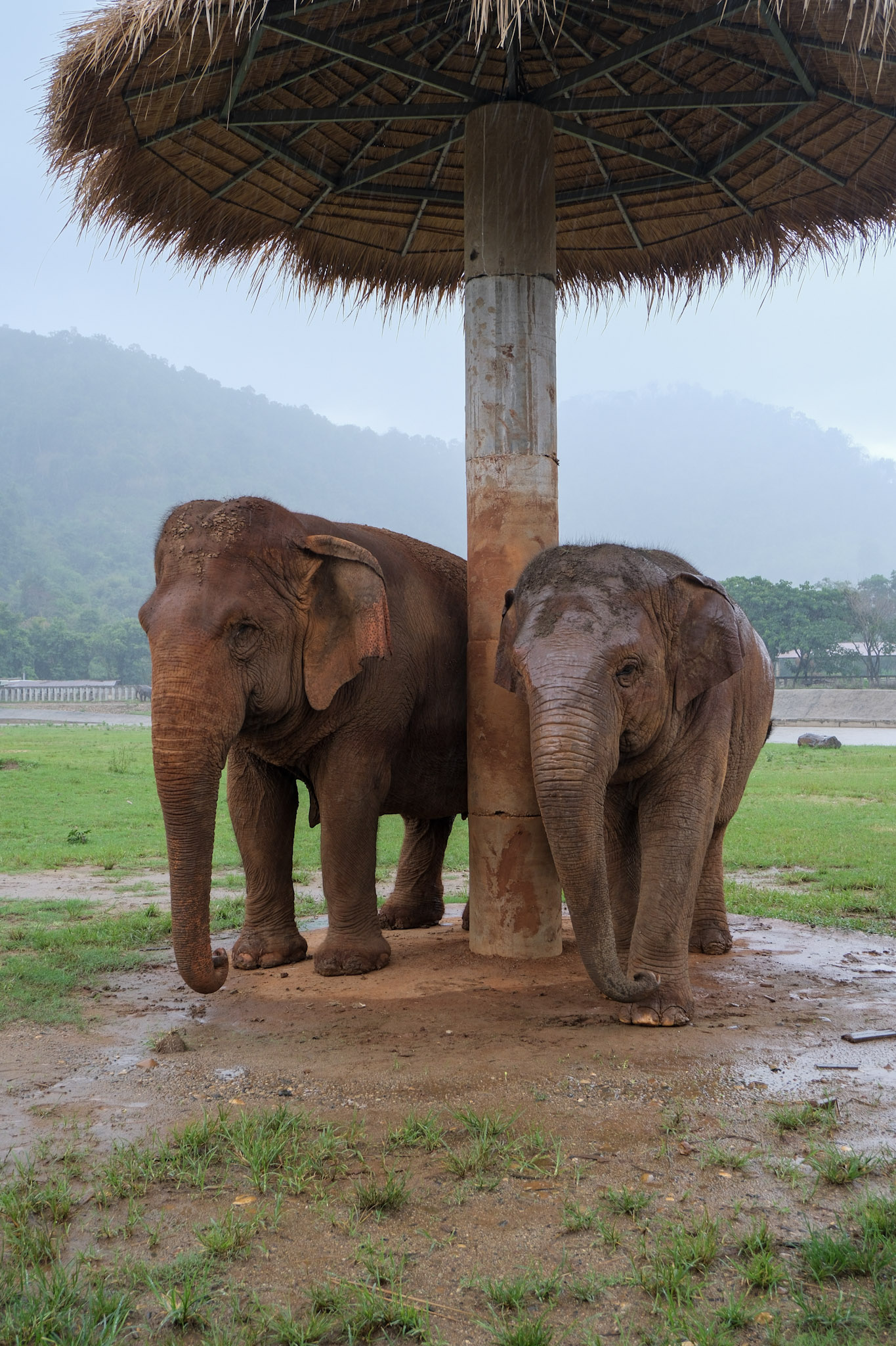 Elephants standing under an umbrella in a field