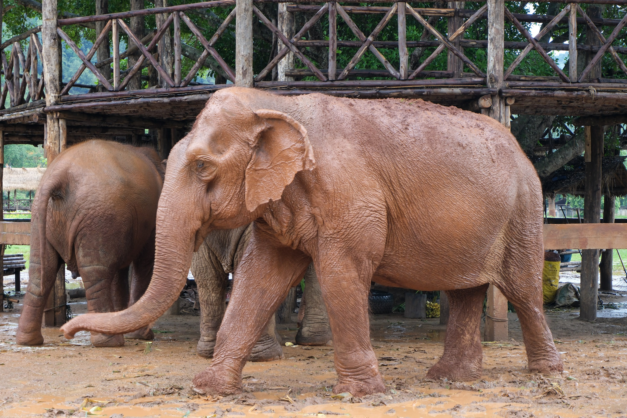 Two elephants in a muddy area