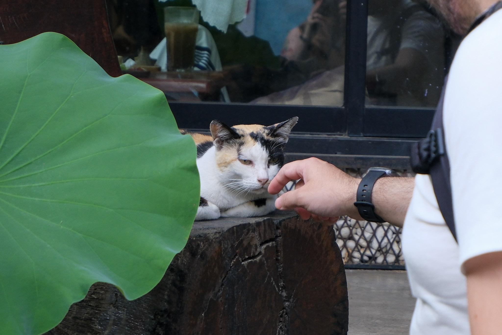 Person petting a cat outdoors.